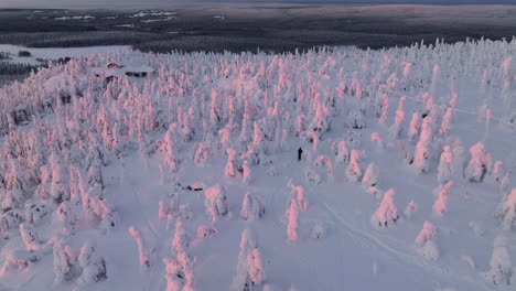 Aerial-view-of-a-man-cross-country-skiing-in-middle-of-sunlit,-snowy-trees-of-Lapland