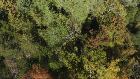 Vogelperspektive-Auf-Den-Wald-Mit-Herbstlaubbäumen-In-Eagle-Hollow,-Arkansas,-USA