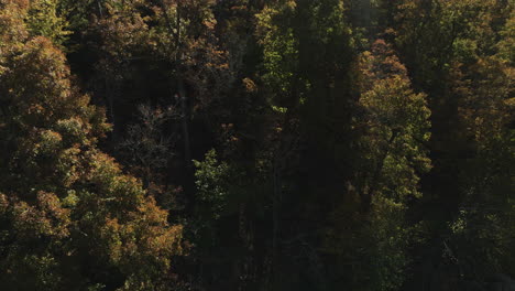 Lebendige-Farben-Des-Herbstes-In-Den-Wäldern-Von-Eagle-Hollow,-Arkansas,-USA