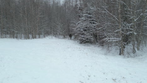 arctic-moose-runs-and-hides-in-the-woods