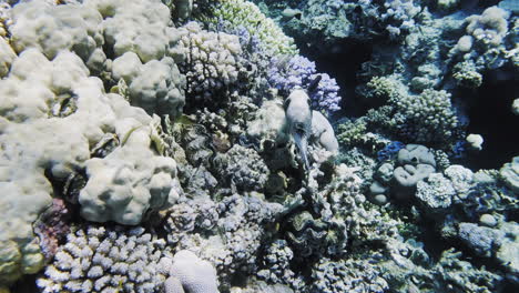 Small-Fat-White-Fish-in-a-colourful-reef-while-diving