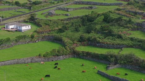 Cows-grazing-at-lush-green-meadow-at-Fajã-Grande-Azores---Drone-shot