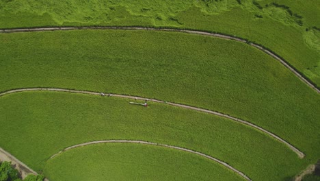 Aerial-shot-of-rice-fields-in-South-America