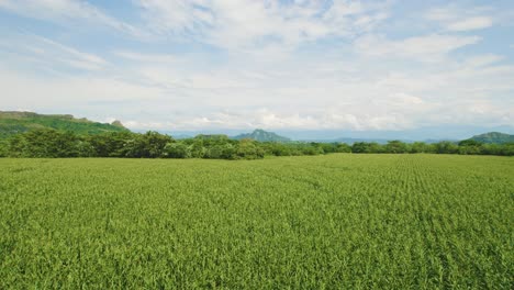Überblick-über-Die-Reisfelder-In-Südamerika