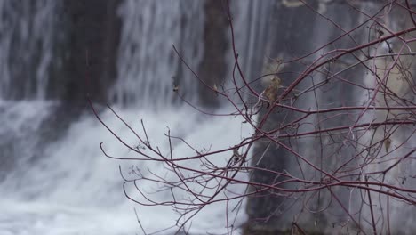 Letztes-Blatt-Auf-Blattlosem-Busch-Im-Winter,-Verschwommener-Wasserfall-Im-Hintergrund