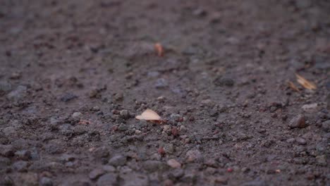 Winged-termite-or-flying-ant-or-"Laron"-on-the-wet-ground-after-rain