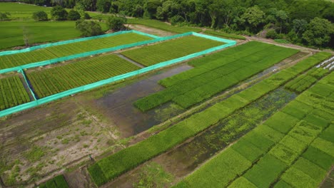 Flugdrohne-über-Reisfeldern-In-Südamerika