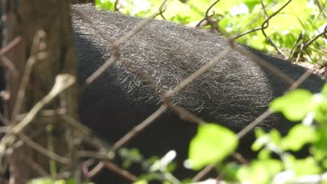 Schweinebauch-Schwarzes-Wildtier