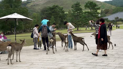 Japanische-Touristen-Füttern-Kleine-Hirsche-Im-Nara-Hirschpark