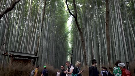 Touristen,-Die-Durch-Den-Arashiyama-Bambushain-In-Kyoto-Spazieren