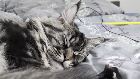 Graue-Maine-Coon-Katze-Ruht-Friedlich-über-Einem-Gemütlichen,-Bequemen-Bett