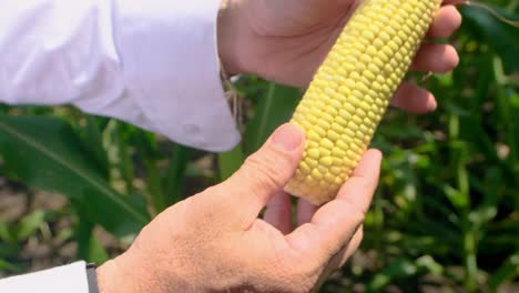 Hand-Hält-Einen-Gelb-Geschälten-Mais