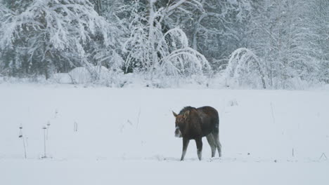 an-Arctic-moose-grazing-in-snow-covered-grass-remaining-alert