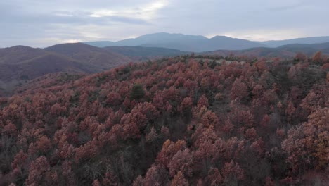 Schnelle-Luftaufnahme-über-Herbstliche-Laubwaldbäume-Mit-Roten-Blättern,-Bewölkter-Tag