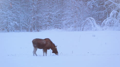 Arctic-moose-grazing-in-the-snow-covered-grass
