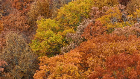Buntes-Herbstlaub-Im-Wald-In-Der-Nähe-Von-Cedar-Flats-In-Banyard,-Arkansas,-USA