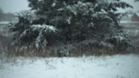 Snowflakes,-snow-falling-in-slow-motion-during-winter-storm-on-evergreen,-pine-tree