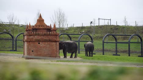 Asian-elephants-in-european-zoo,-eating-food-from-the-traditional-building