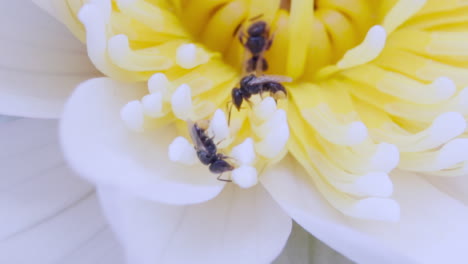 Kleine-Schwarze-Biene-Bestäubt-Zarte-Weiße,-Gelbe-Seerosen