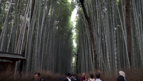 Touristic-attraction-people-walking-Sagano-Arashiyama-Bamboo-Grove-in-Kyoto,-Japan