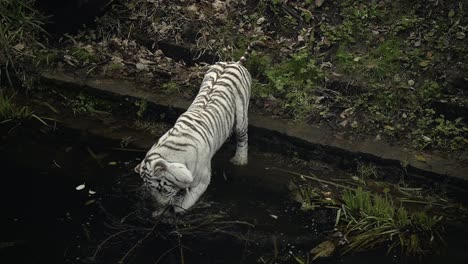 Tigre-Blanco-De-Bengala-Jugando-Con-Palos-En-El-Estanque-De-Agua,-Tigre-Blanco-En-El-Parque-Zoológico