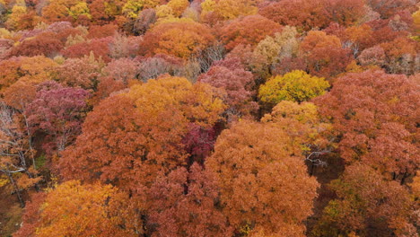 Flying-Over-Orange-Foliage-Dense-Trees-In-Autumn-In-Devil's-Den-State-Park,-Arkansas,-USA---Drone-Shot