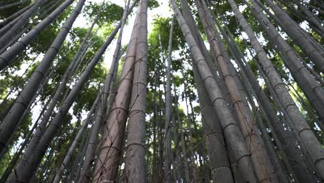 Low-angle-shot-of-the-Arashiyama-Bamboo-Grove-in-Kyoto