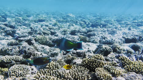 Shallow-Reef-with-Fish-and-Sunrays