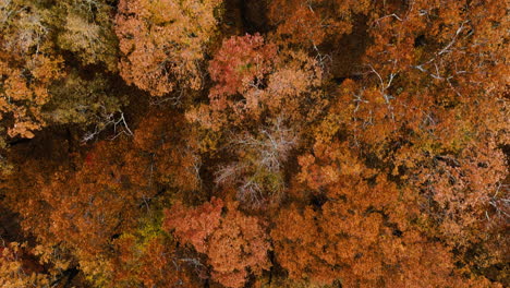 Top-Down-View-Of-Dense-Autumn-Forest-In-Devil's-Den-State-Park,-Arkansas,-USA---Drone-Shot