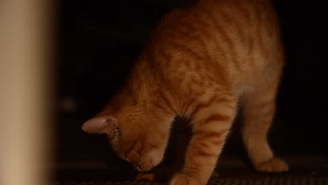 Kleines-Orangefarbenes-Kätzchen,-Das-Alleine-Spielt