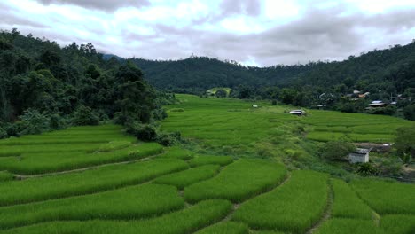 Aerial-dolly-forward-over-green-rice-terrace,-agriculture-field-in-Thailand