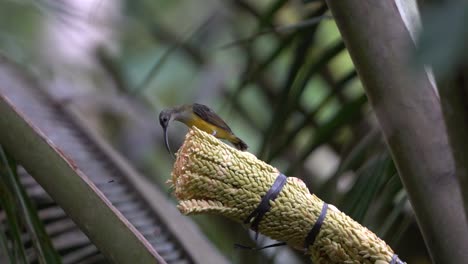 Brown-throated-sunbird-or-Burung-madu-kelapa-perching-and-eating-on-coconut-groves
