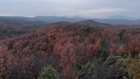 Slow-Drone-over-Autumn-colour-foliage-forest-trees-with-red-leaves-cloudy-day