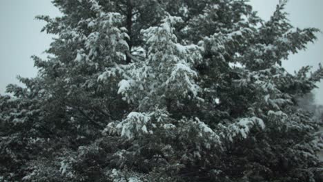 Copos-De-Nieve,-Nieve-Cayendo-En-Cámara-Lenta-Durante-La-Tormenta-Invernal-En-árboles-De-Hoja-Perenne,-Pinos