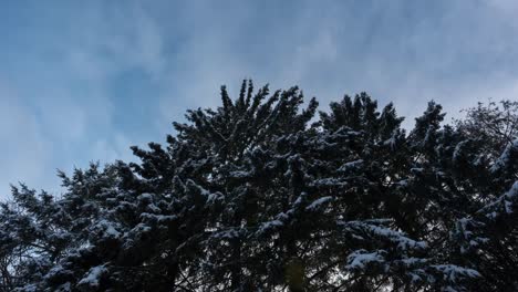 Snowy-branches-of-cedar-trees-against-moving-clouds-in-sky,-timelapse