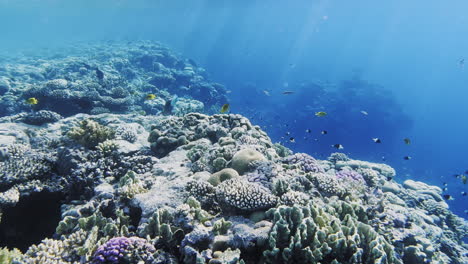 Sunrays-over-Reef-full-of-Fish