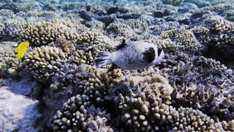 Chasing-a-Small-White-Fat-Fish-on-a-Reef