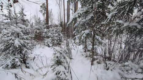 Dolly-forward-shot-of-a-snowy-pine-tree-forest-in-winter-on-a-cold-day