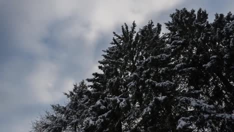 Zedernbäume-Mit-Schneebedeckten-Ästen-Vor-Dem-Hintergrund-Sich-Bewegender-Wolken-Im-Zeitraffer