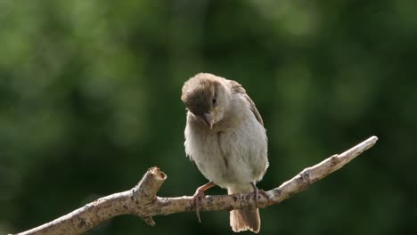 Female-house-sparrow-perched-on-branch