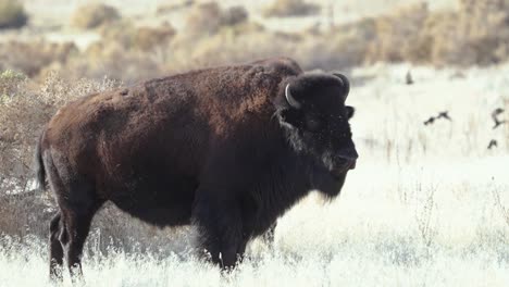 Close-up-of-a-huge-bull-American-bison-or-buffalo-in-the-wild