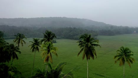 Aerial-drone-view-Drone-camera-moving-through-coconut-trees-with-large-fields-overlooking-Hills-Mountain