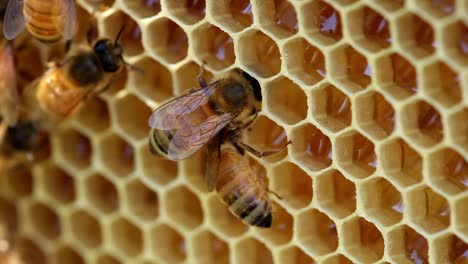 Bienen-Ernähren-Sich-Von-Honig-In-Waben