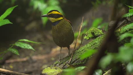 javan-banded-pitta-bird-is-standing-alone-on-a-mossy-tree