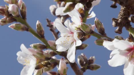 Biene-Bewegt-Sich-Zwischen-Mandelblüten