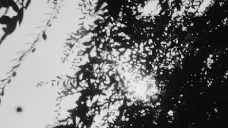 Sun-flare-through-trees-in-16mm-black-and-white-footage