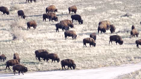 Herde-Amerikanischer-Bisons-Oder-Büffel,-Die-Im-Grasland-Weiden
