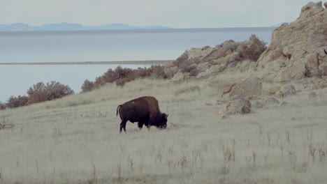 Un-Solitario-Bisonte-Americano-O-Búfalo-Pastando-Con-Las-Salinas-De-Utah-Al-Fondo