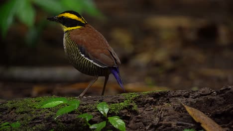 a-javan-banded-pitta-birds-is-looking-for-food-on-mossy-wood