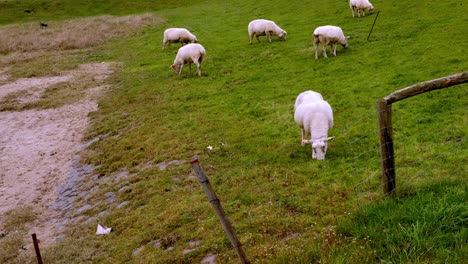 Sheep-eating-green-grass.-North-Sea,-Sylt